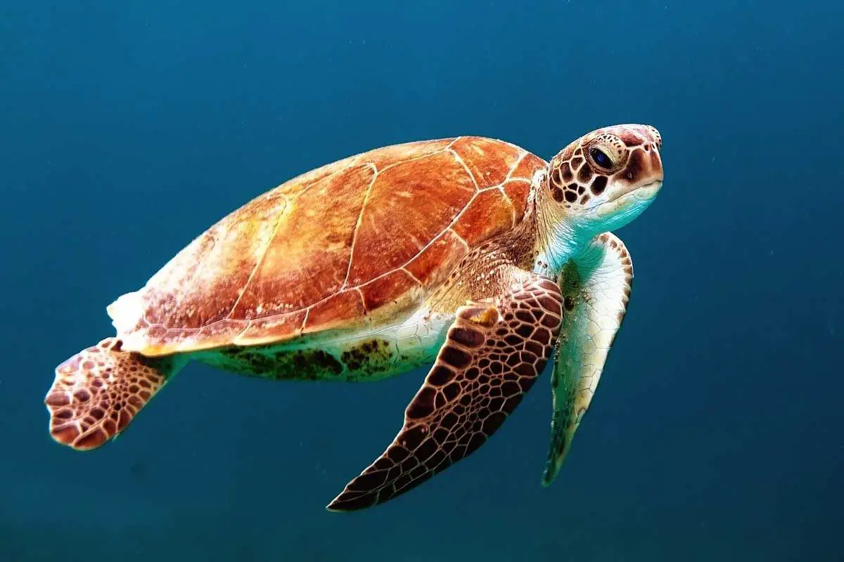 Criteria for Critically Endangered Sea turtles