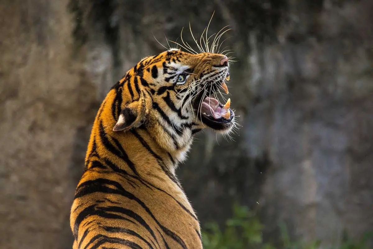 Sunda Tigers are Critically Endangered