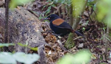 Saddleback or Tieke is a critically endangered bird