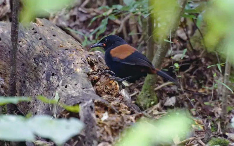 Saddleback or Tieke is a critically endangered bird