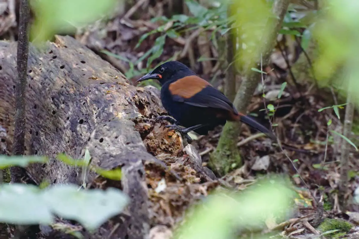 Saddleback or Tieke is a critically endangered bird