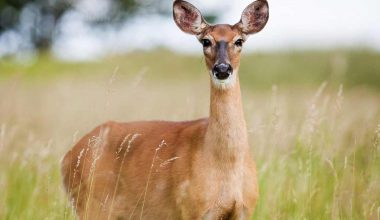 Habitat definition and deer example