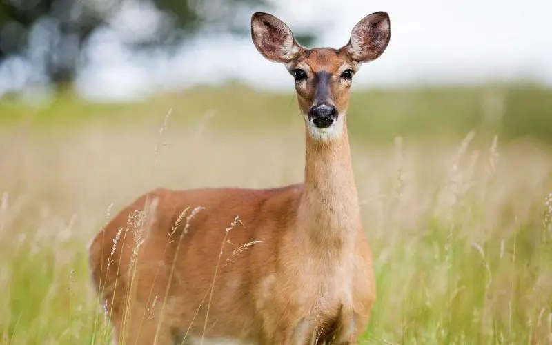 Habitat definition and deer example