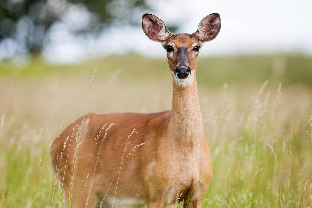 Habitat definition and deer example