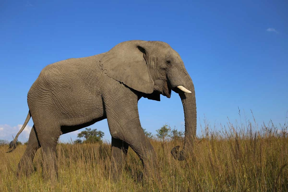 African Elephant Wild Animals in Forest