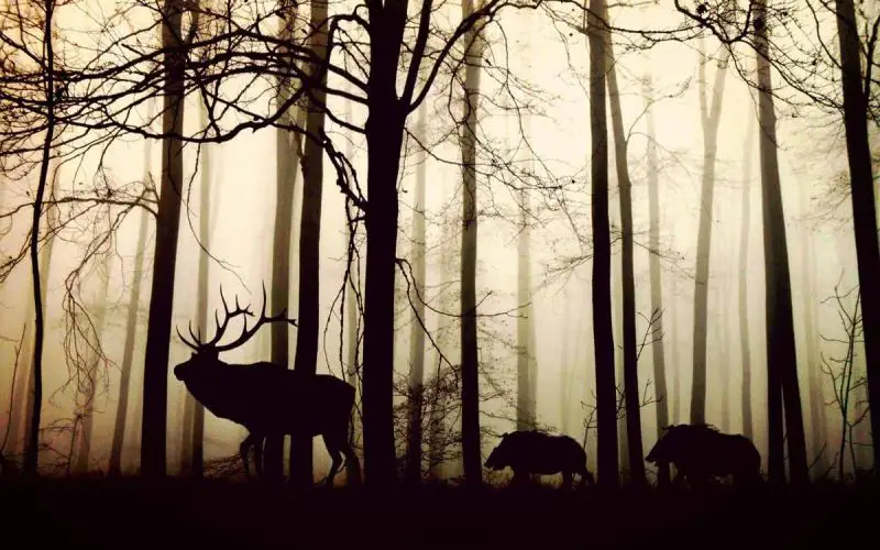 Animal life in the Forest