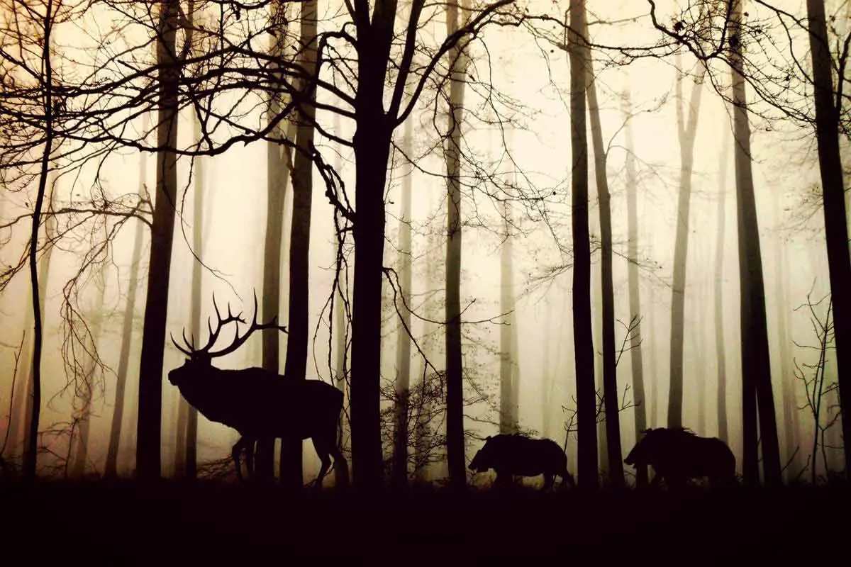 Life of Animals in Forest Habitats | Environment Buddy