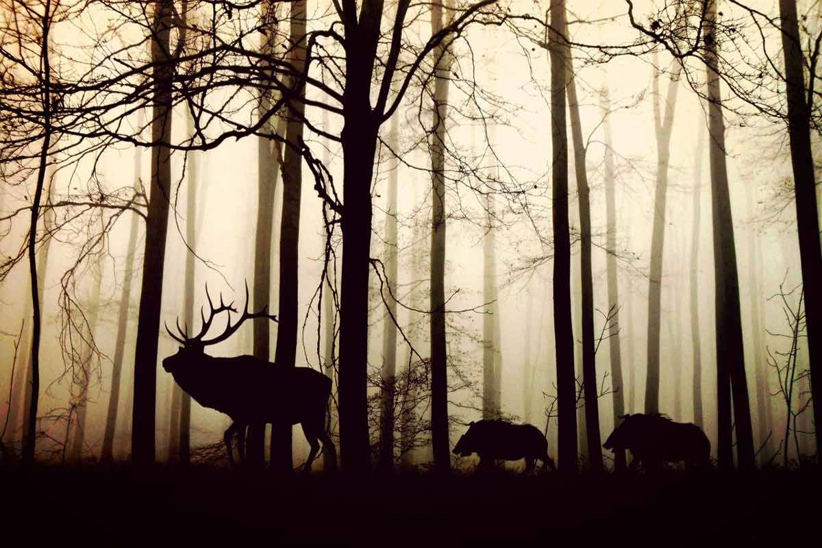 Animal life in the Forest