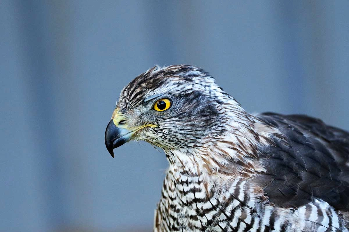 Goshawk in Forest Habitat