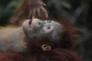 Orangutan-wild-animal