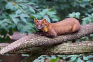 Pine Marten Forest Animal