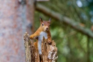 Red Squirrel is found in forests