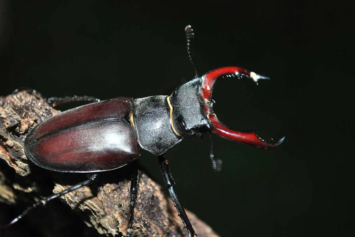 Stag Beetle is adapted to life in forests