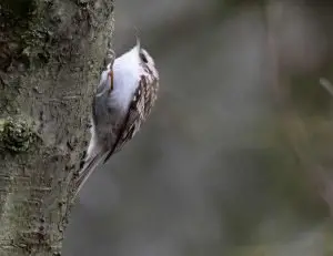 Tree Creeper in Forests