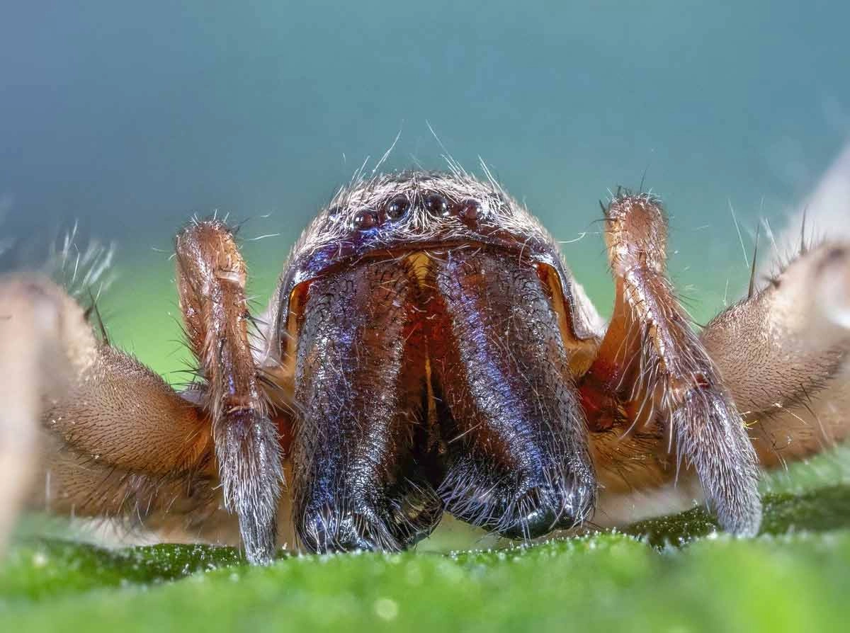 Woodlouse Spider