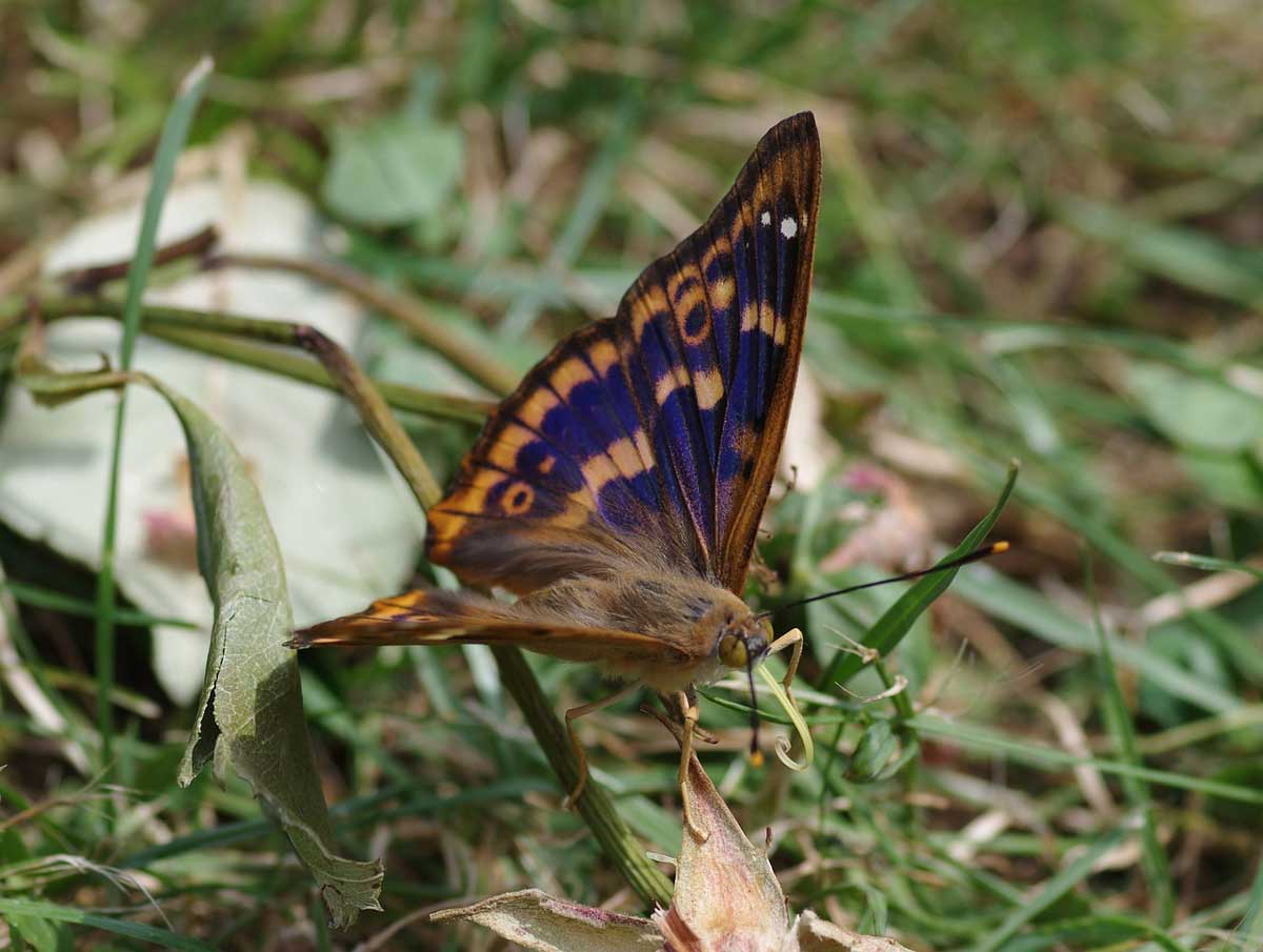 purple emperor butterfly