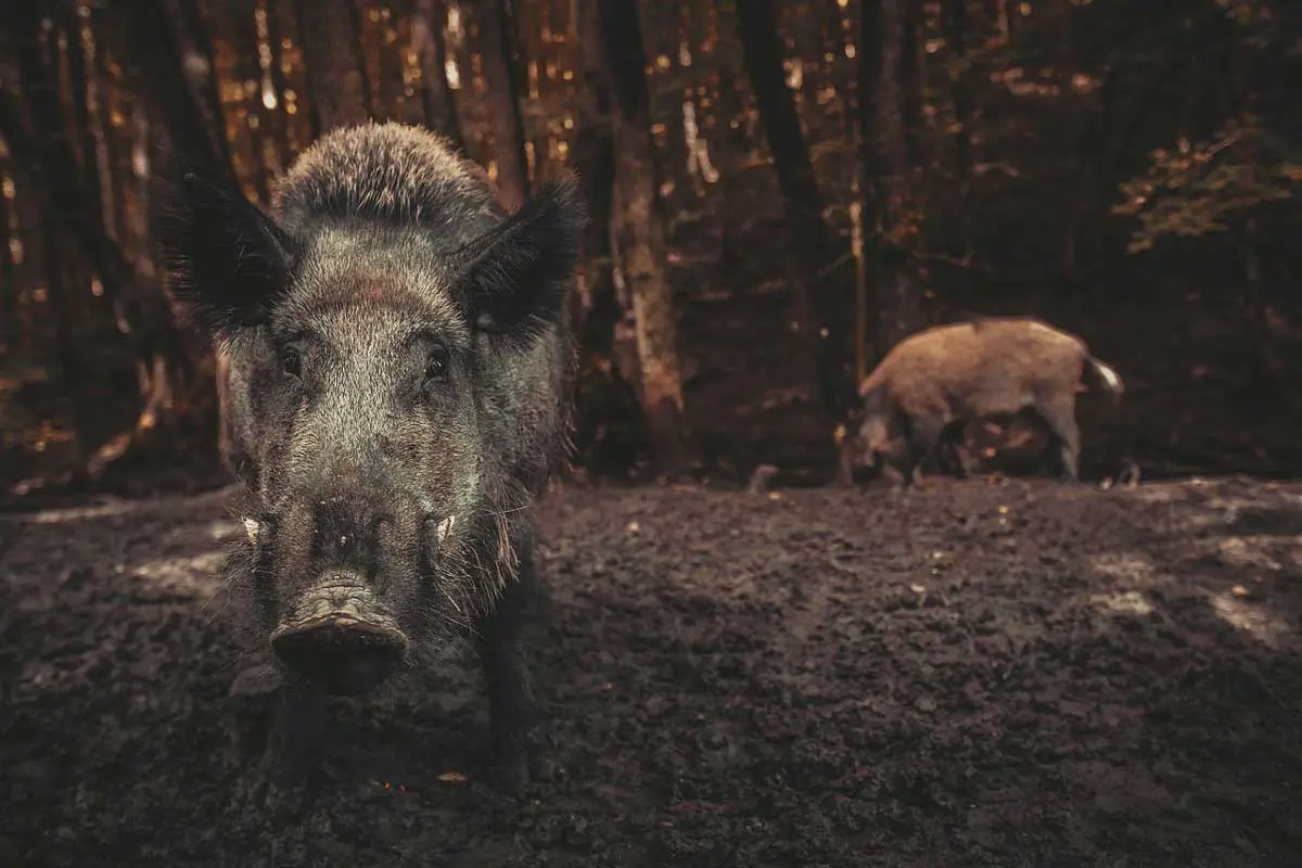 Wild boar in forest