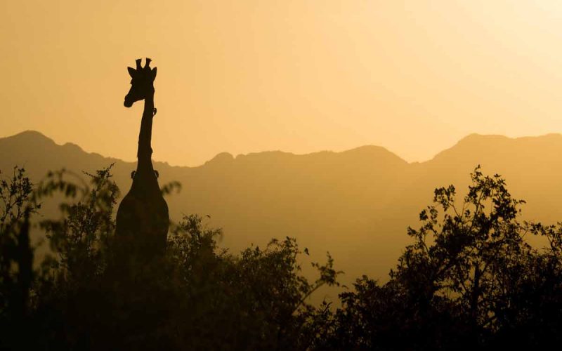 Are giraffes endangered in 2021