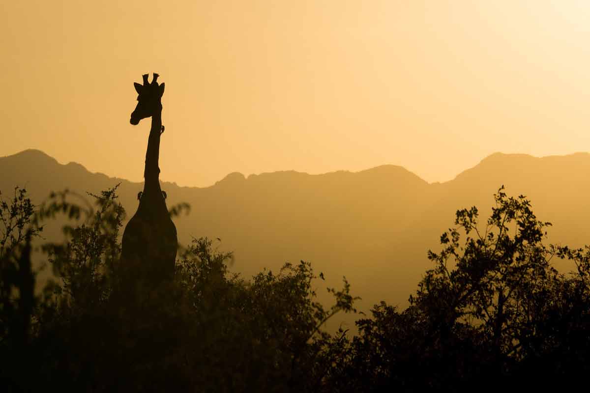 Are giraffes endangered in 2021