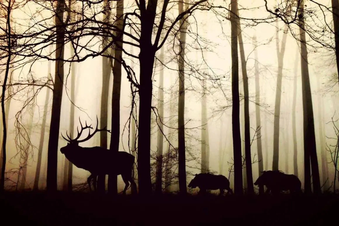 Forest-Ecosystem | Environment Buddy