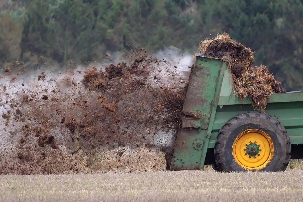 Manure and Humus Comparison. Manure being spread on field