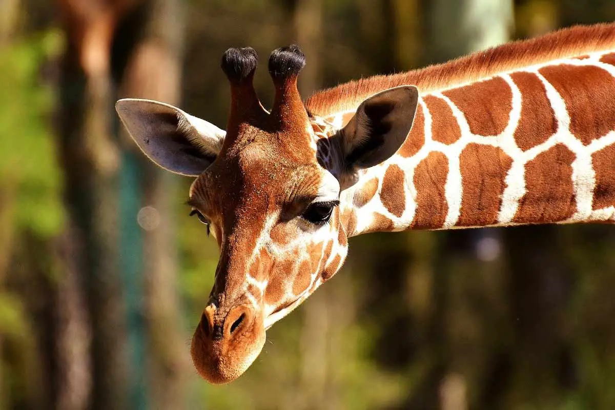 What can you do to support giraffes?