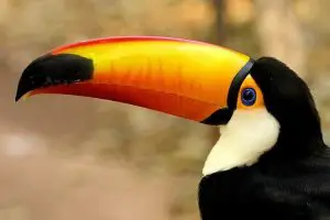 Tropical Rainforest Birds