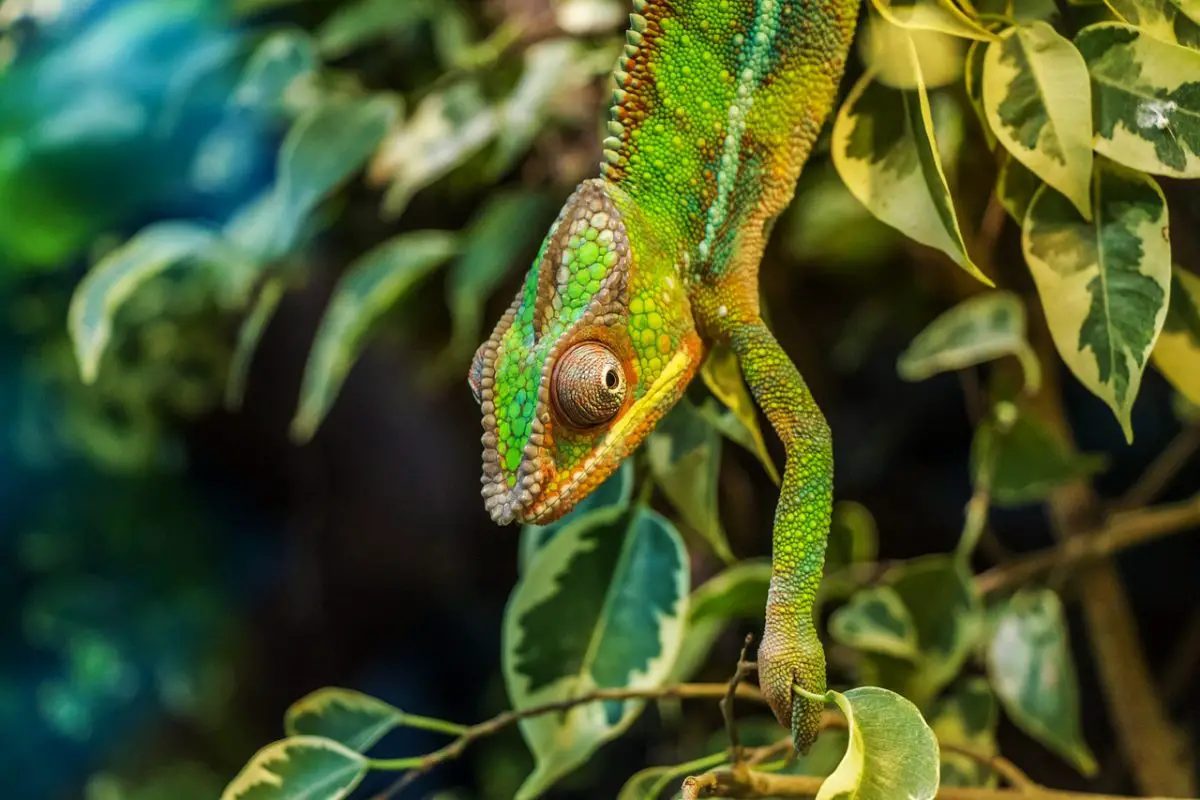 Chameleon is an examples Tropical Rainforest Reptiles