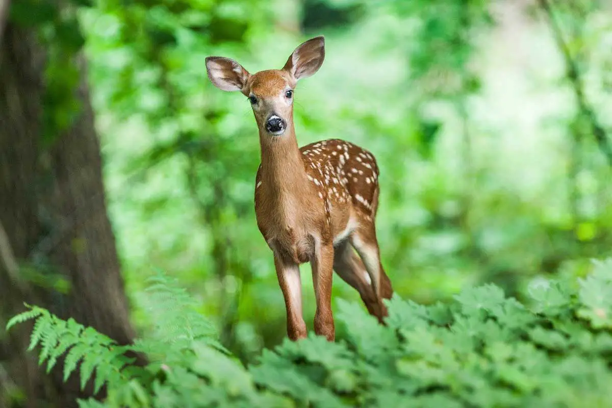 Mammals in Tropical Rainforest