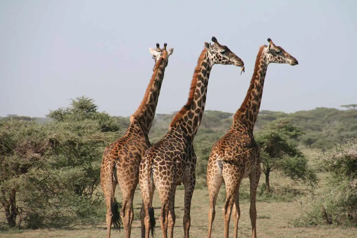 Are Giraffes Endangered in 2022? 4 Major Causes and Solutions | Environment  Buddy