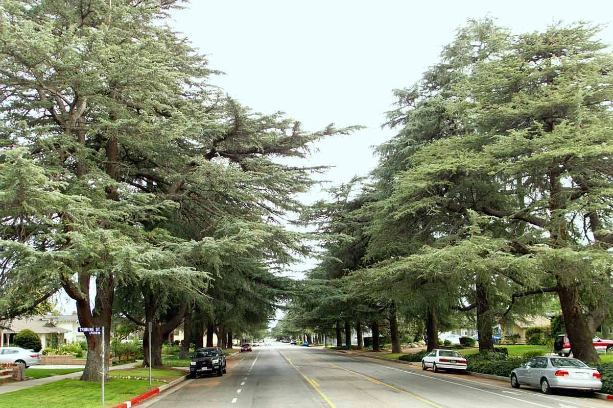 Deodara Tree Species