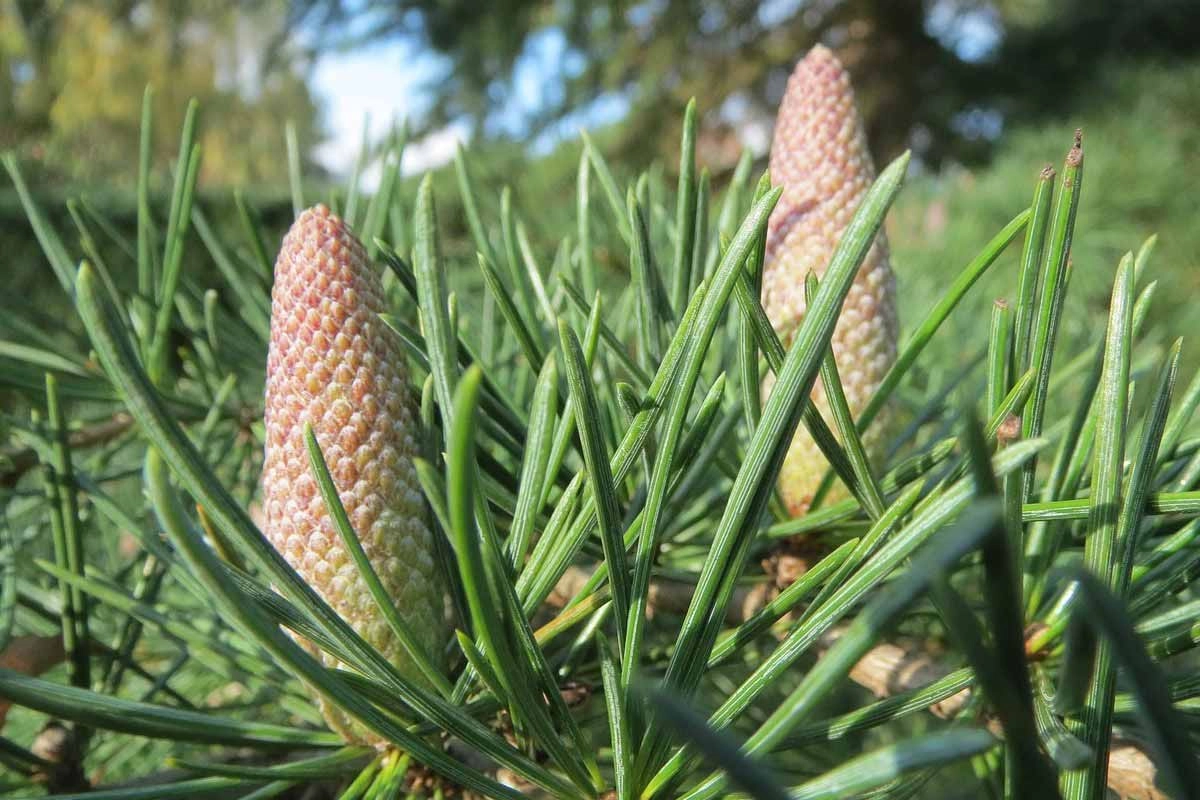 Deodar Cedar Tree Coniferous needles