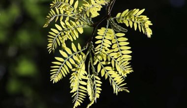 Honey Locust Tree Types and Uses