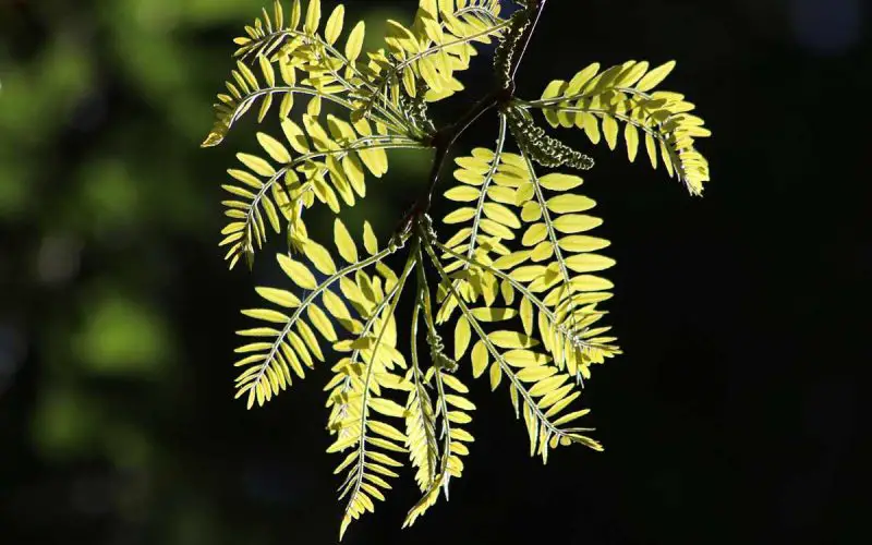 Honey Locust Tree Types and Uses