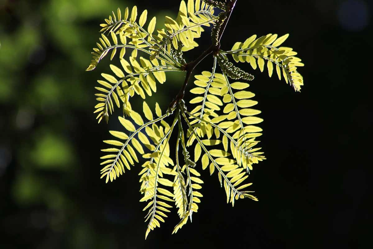 Honey Locust Tree Types and Uses