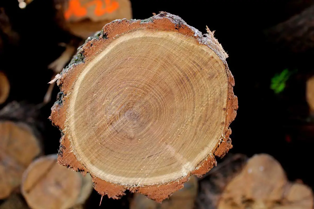 Locust-Tree-wood-timber