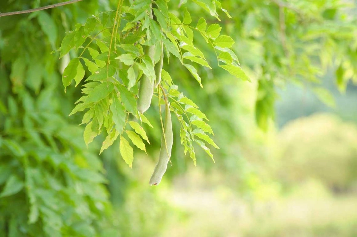 9 Unique Types of Locust Trees and Their Uses