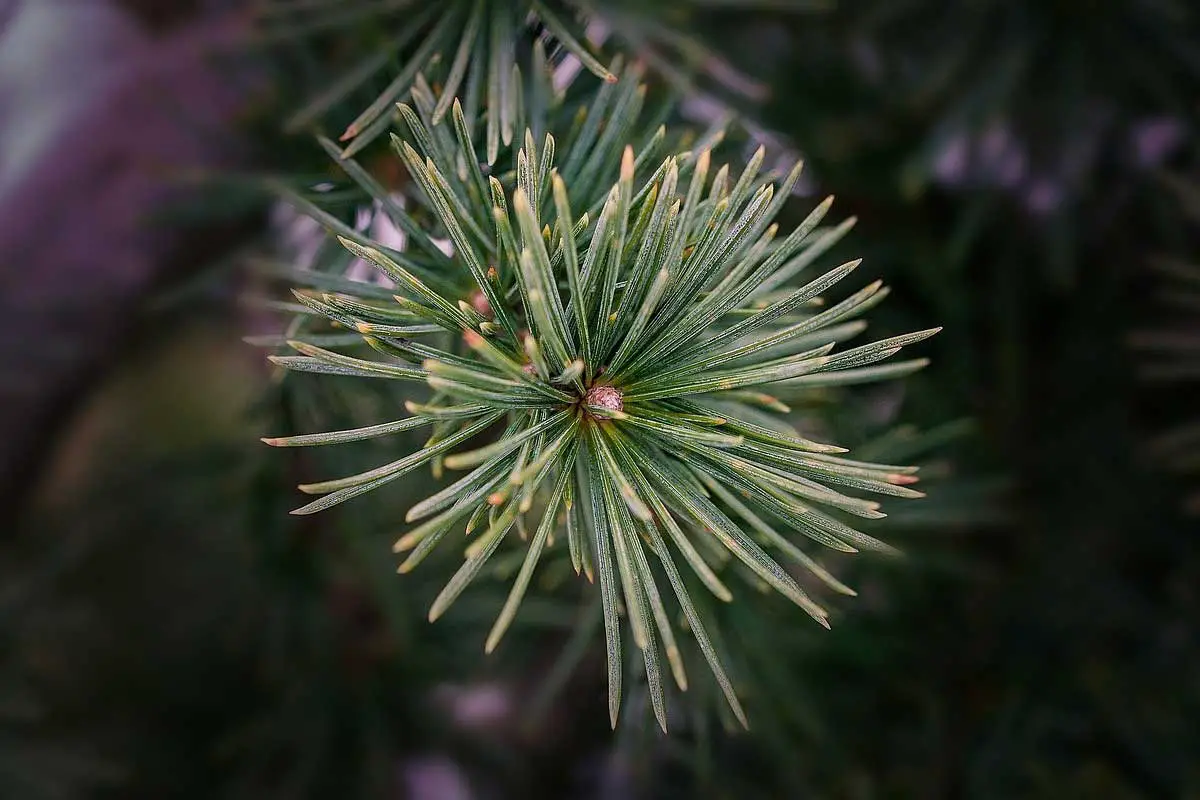 Types of Cedar Trees