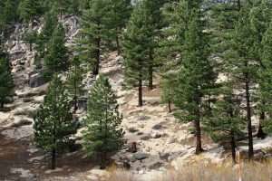 cedar trees california