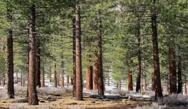 cedar trees forest