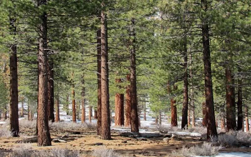 cedar trees forest