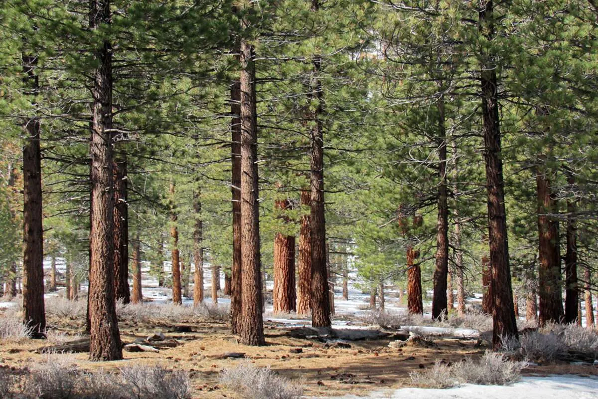 cedar trees forest