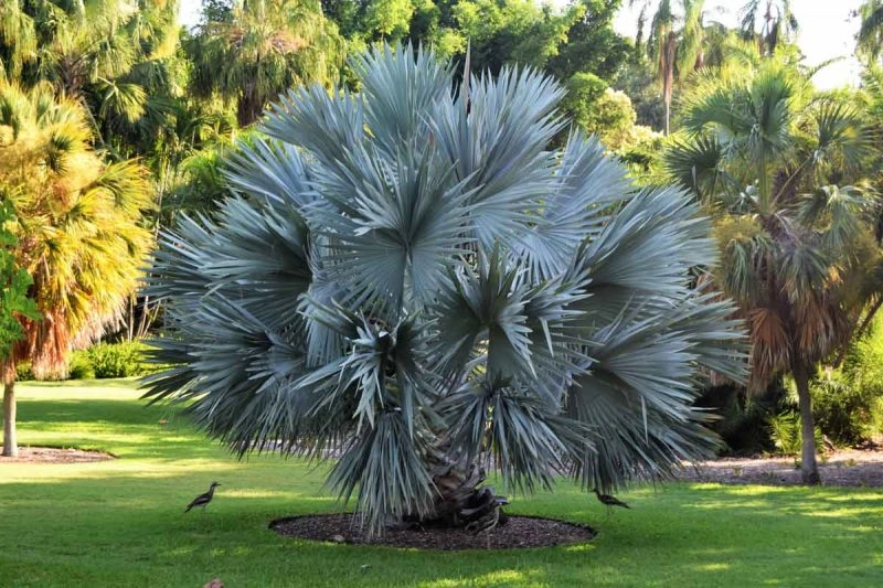 How Much Does a Palm Tree Cost? With Caring & Removal Costs