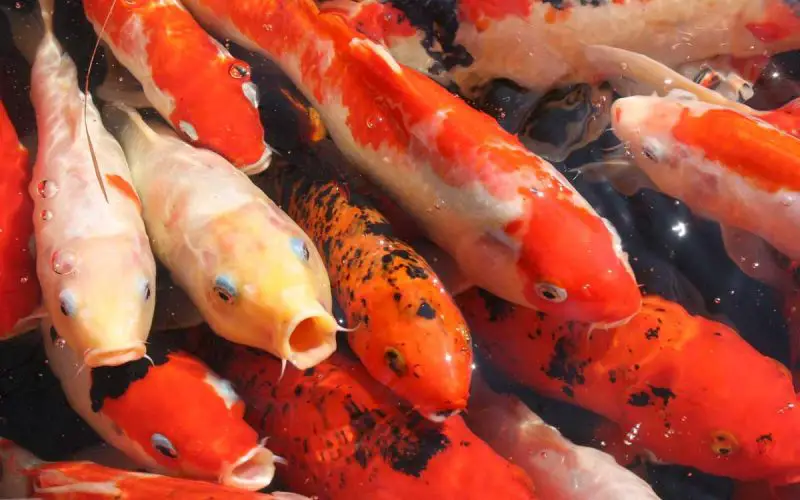 Koi-Fish-oldest-living-animals we know of