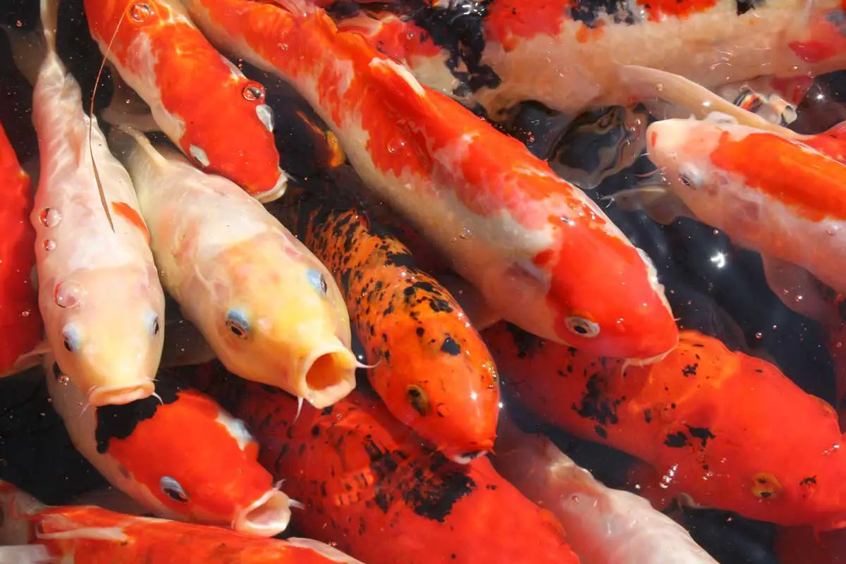 Koi-Fish-oldest-living-animals we know of