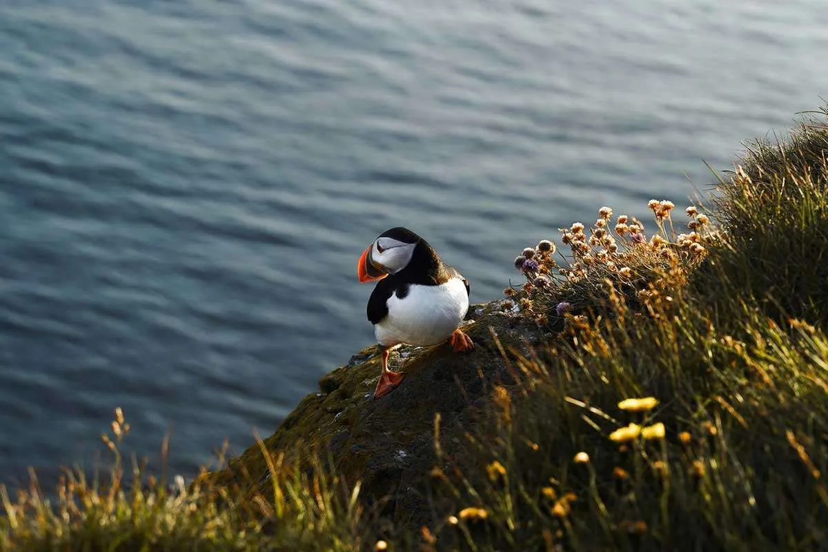 Birds are an essential part of coastal and marine ecosystems and provide ecosystem services