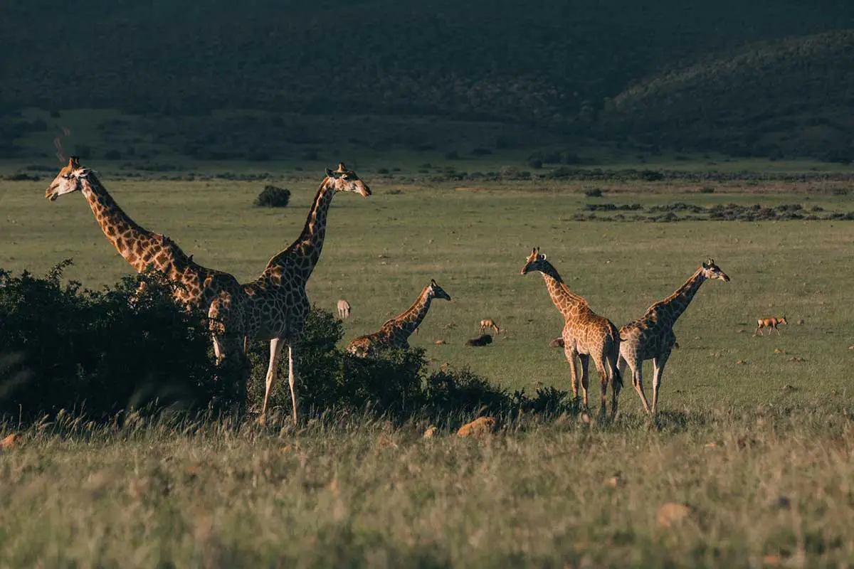 Giraffes also provide numerous cultural ecosystem services, including tourism. 