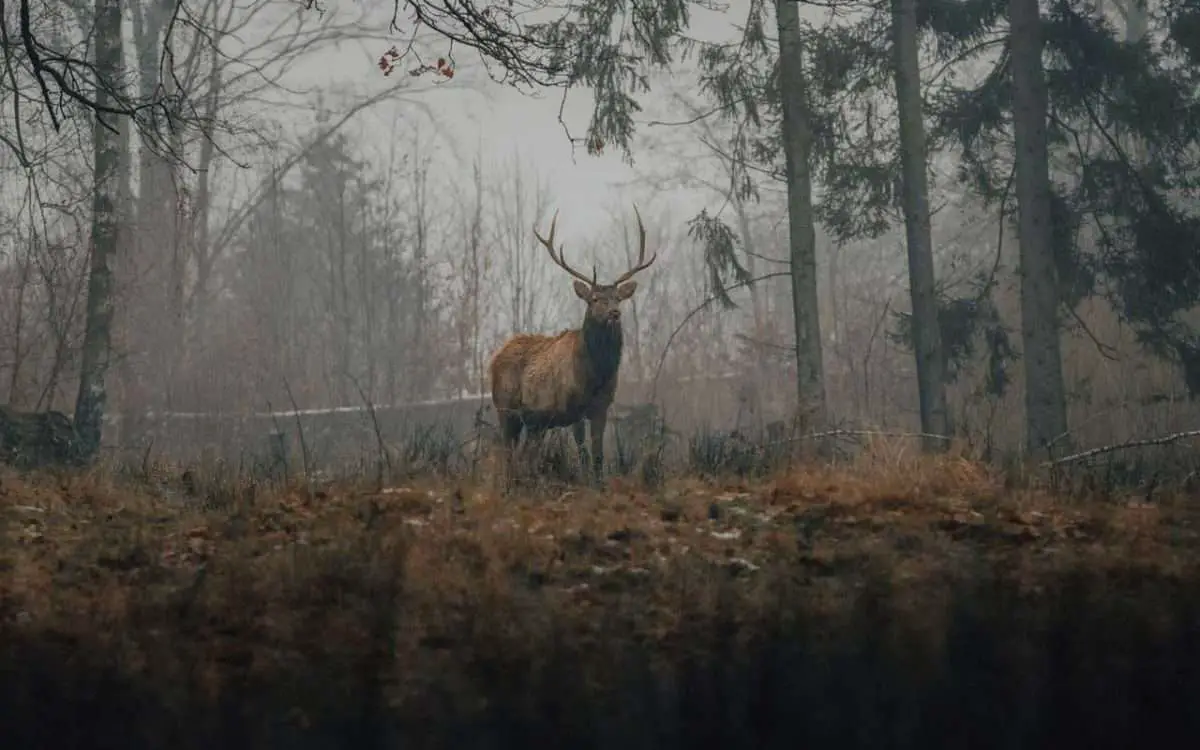 Types of Ecosystem services include animals like deer keeping the food chain thriving