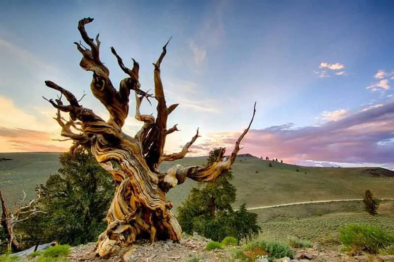 oldest living tree in the world methuselah