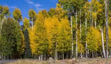 aspen trees forest